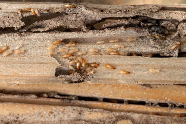 Best Ant Control Services  in Carlton, OR
